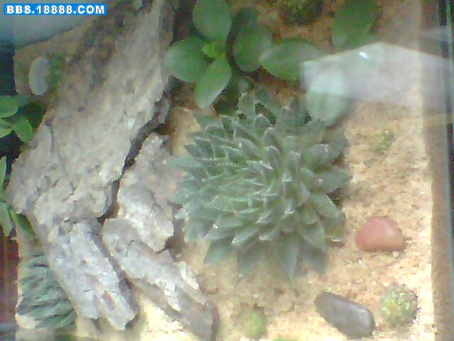 IMG0261A.jpg