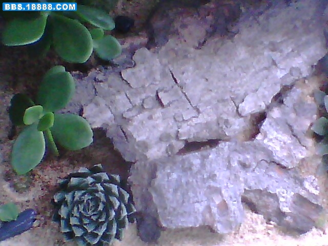 IMG0251A.jpg