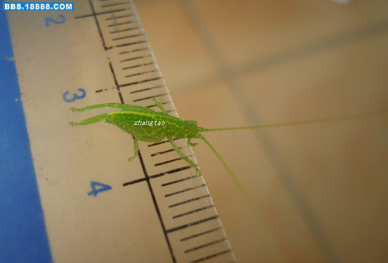 中华翡螽若1（7mm）_副本.jpg