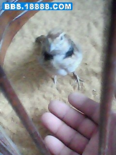 IMG0123A.jpg