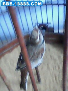 IMG0131A.jpg