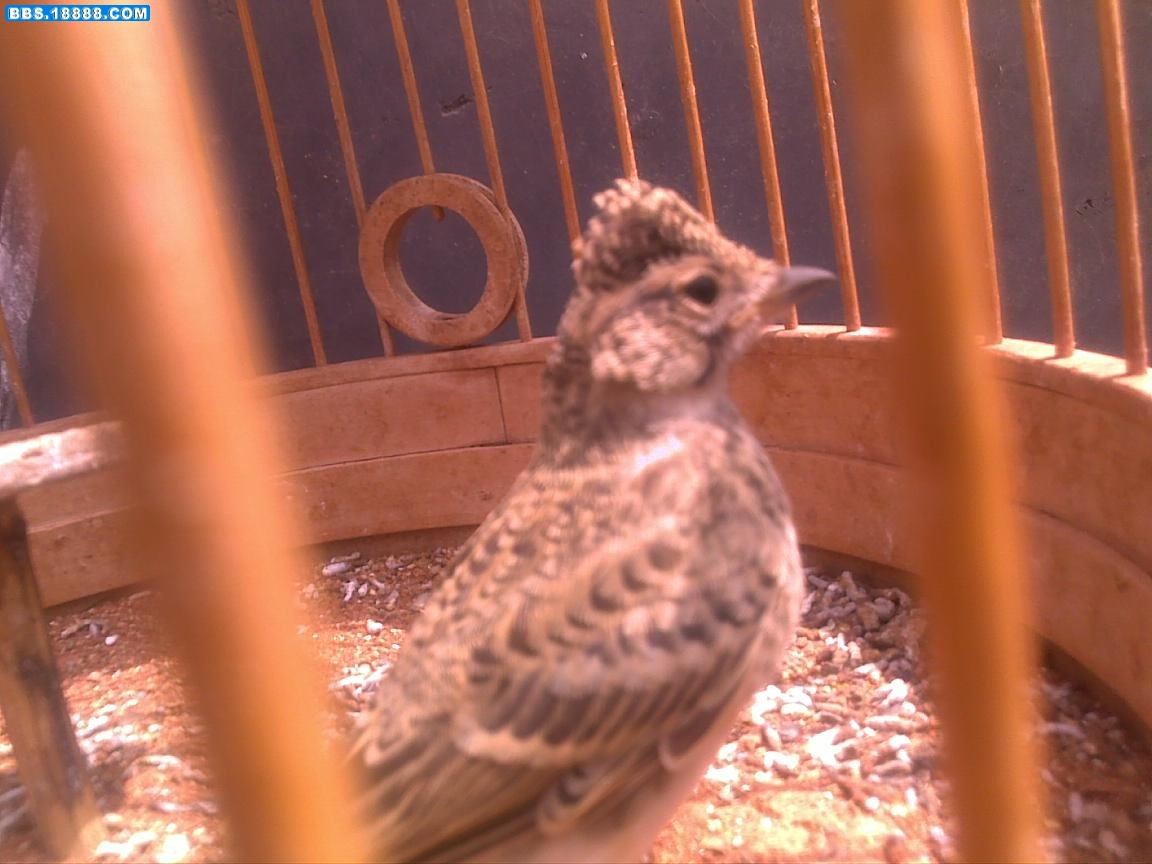 20110518801.jpg