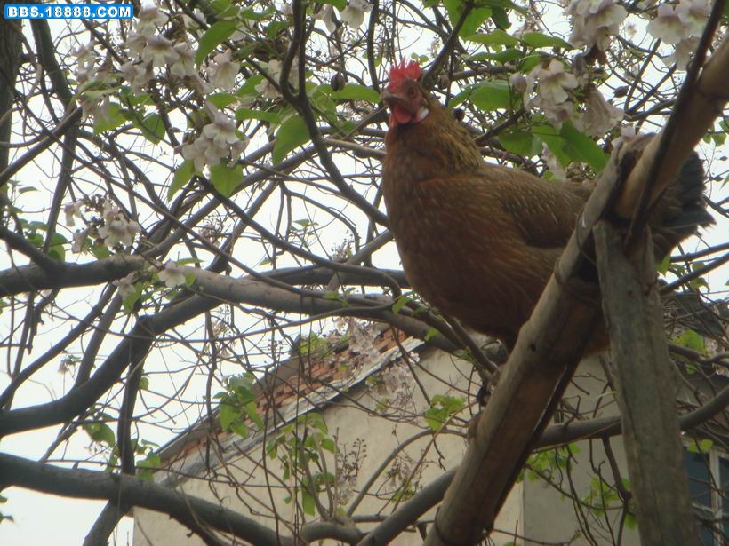 调整大小 DSC02882.JPG