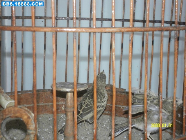 SDC10829.jpg