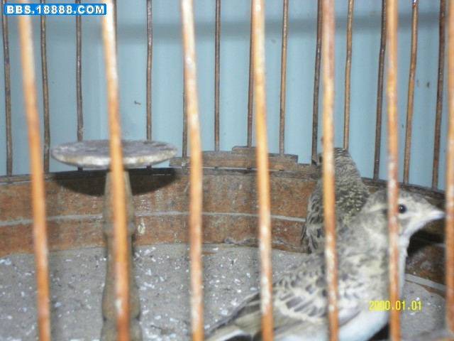 SDC10834.jpg
