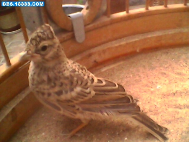 IMG0227A.jpg