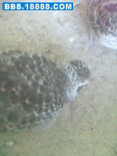IMG0082A.jpg
