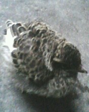 IMG0153A.jpg