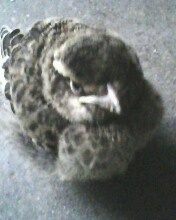 IMG0151A.jpg