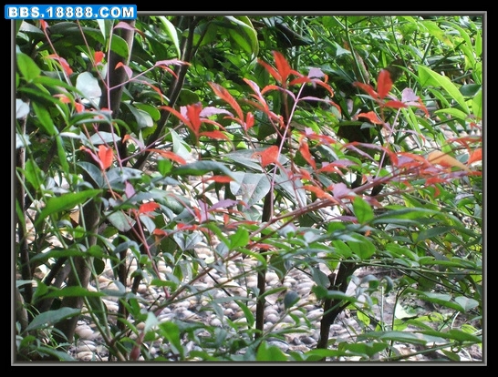 DSCF7740.JPG