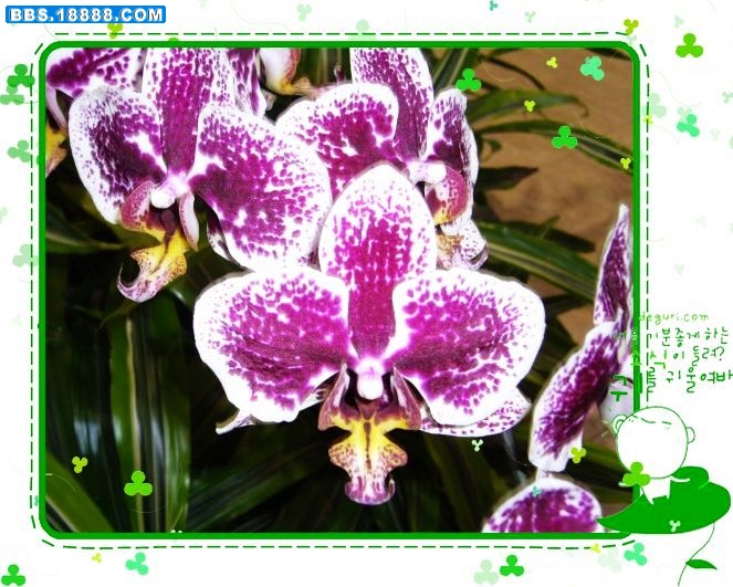 10小花.jpg