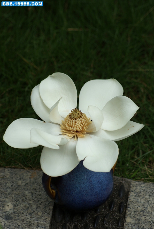 广玉兰-1.jpg