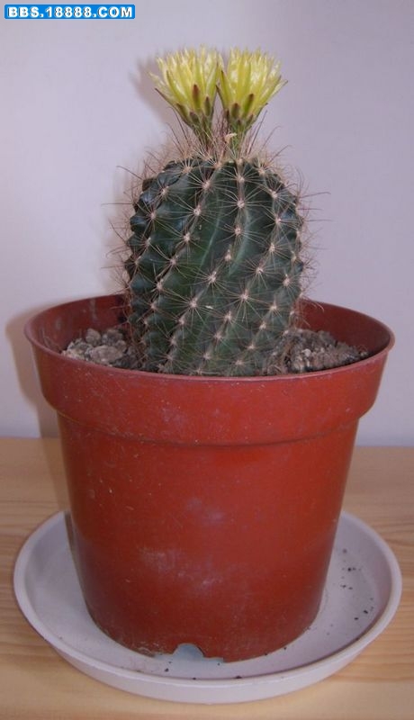 DSCN1611.JPG