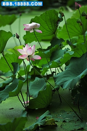 nEO_IMG_DSC_3070.jpg