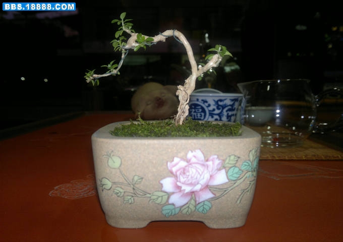 20110620408.jpg