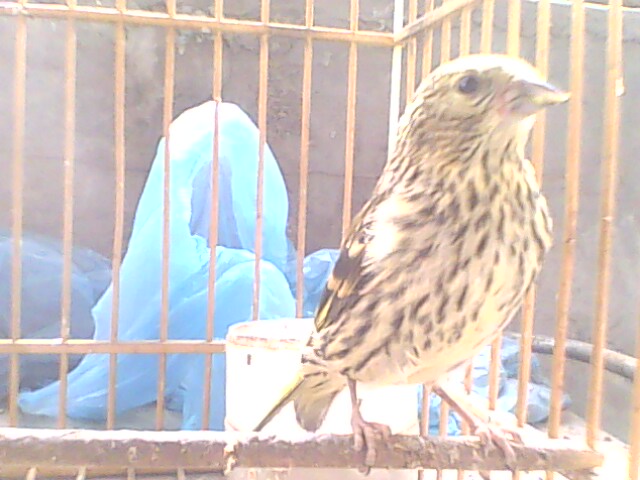 IMG0651A.jpg