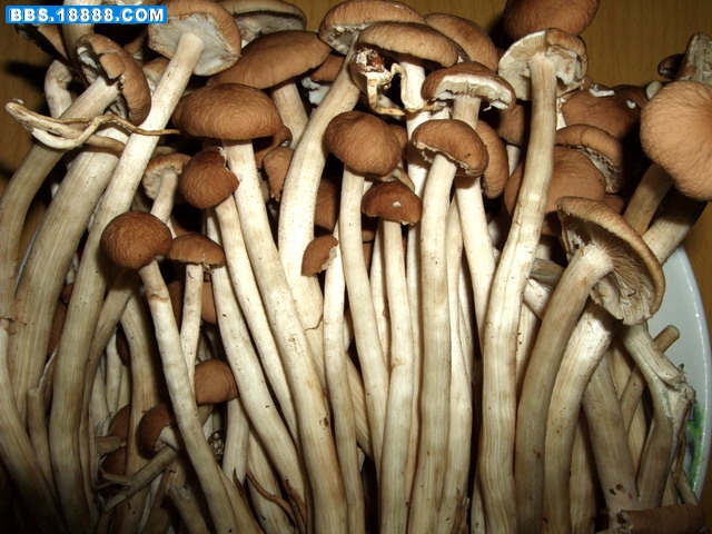 DSCF7587.jpg