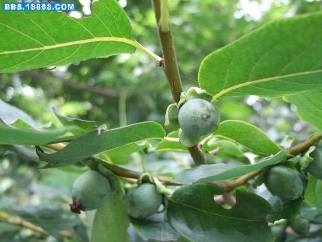 调整大小 DSCF1330.JPG