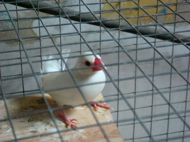 DSC02019.JPG
