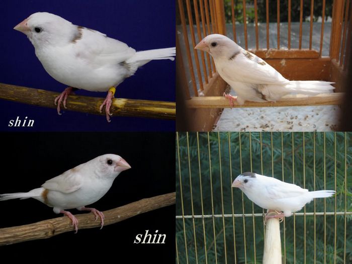 十姐妹26.jpg