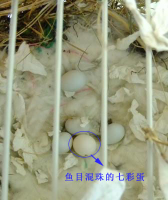 egg1副本.jpg