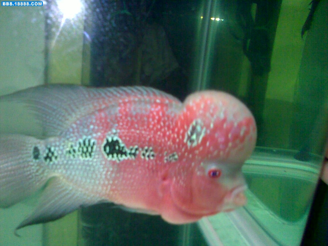 20110624262.jpg