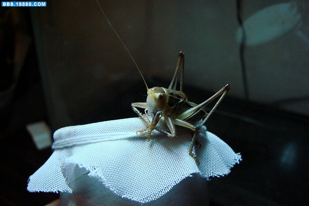 DSC00080.jpg