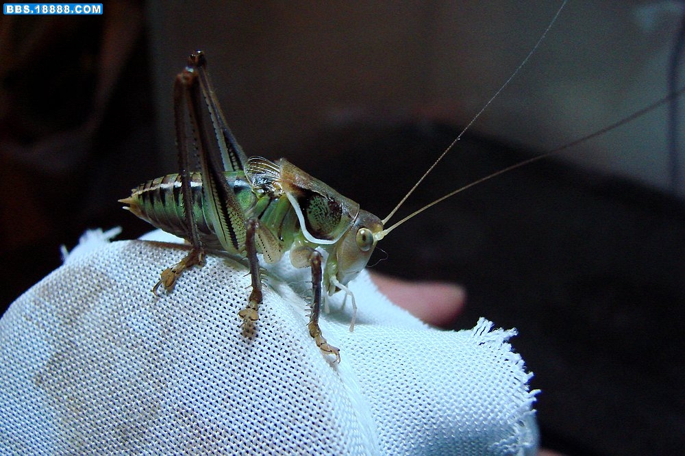 DSC00095.jpg