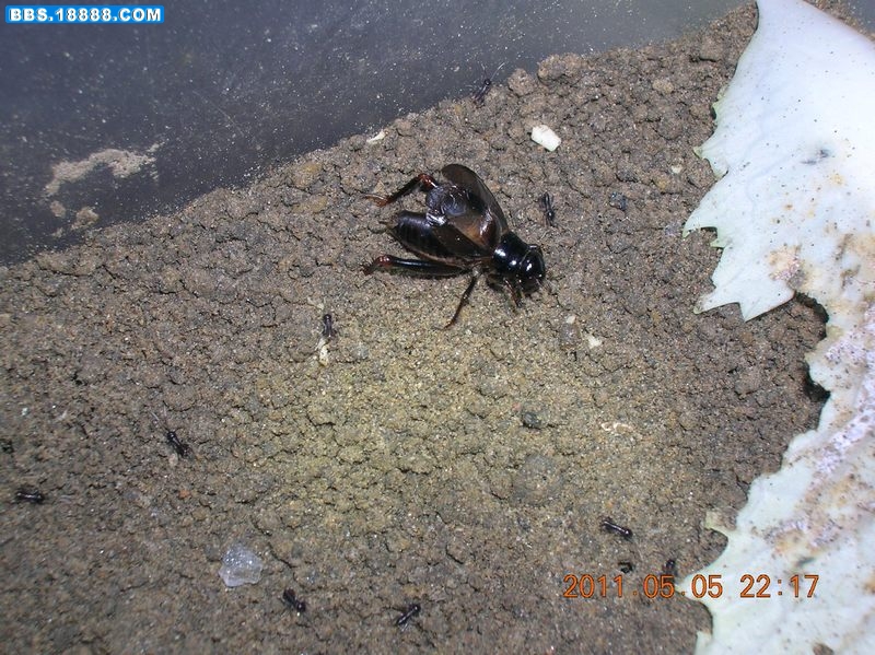 DSCN9922.jpg