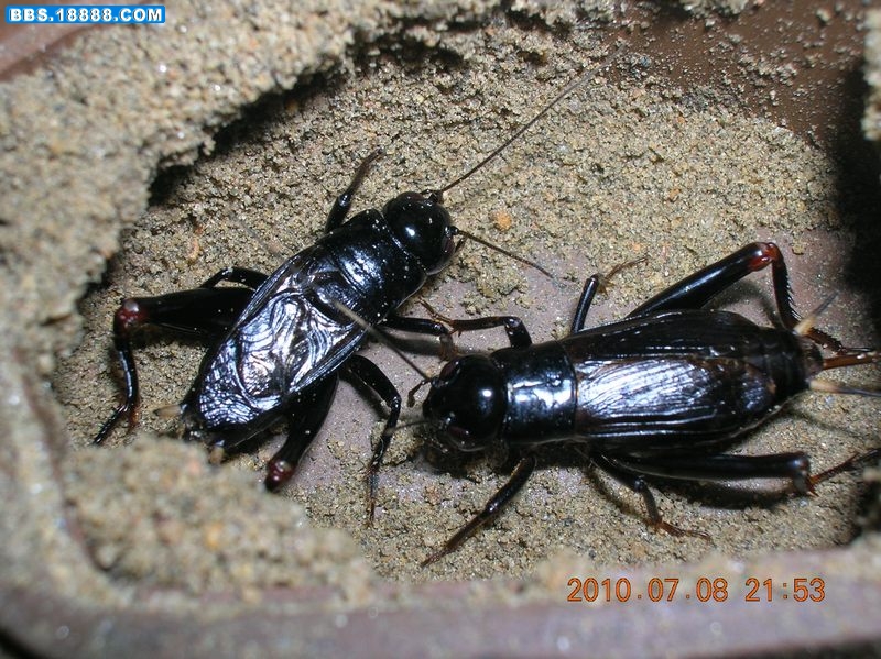 DSCN8780.jpg