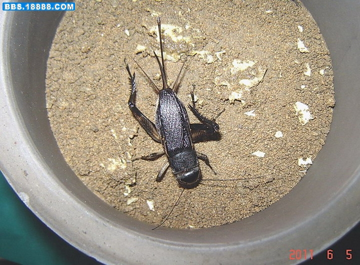 黑虫母2.jpg