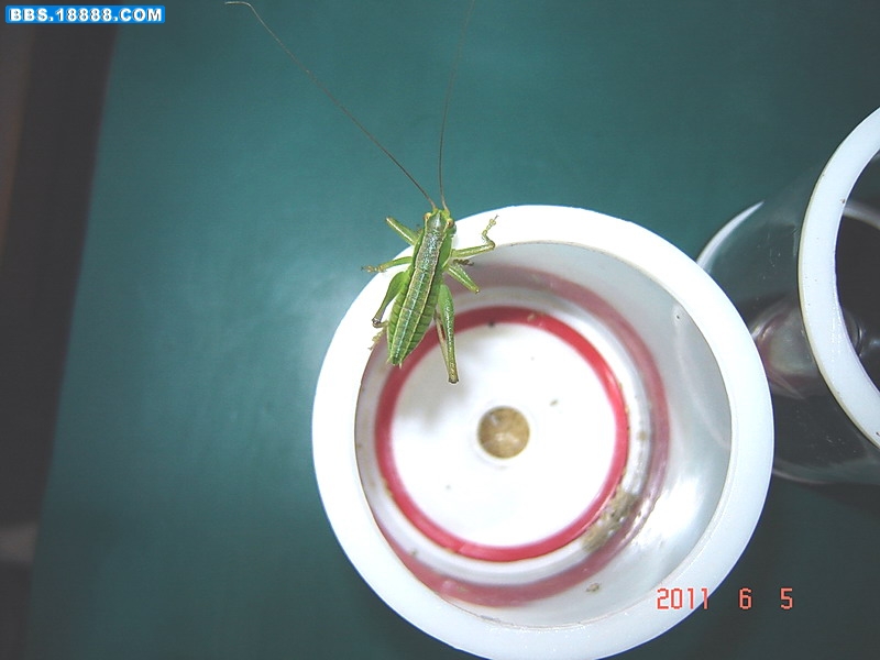 蝈蝈4.jpg