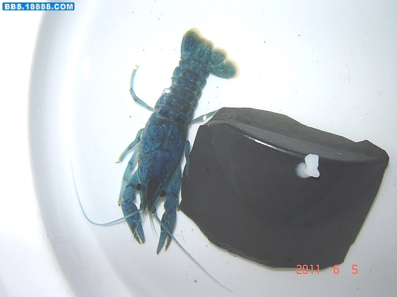 蓝虾1.jpg
