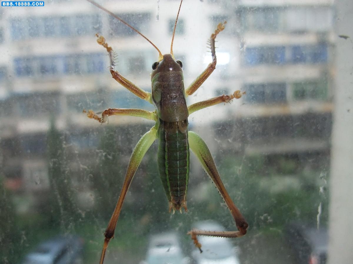 DSCF0939.JPG