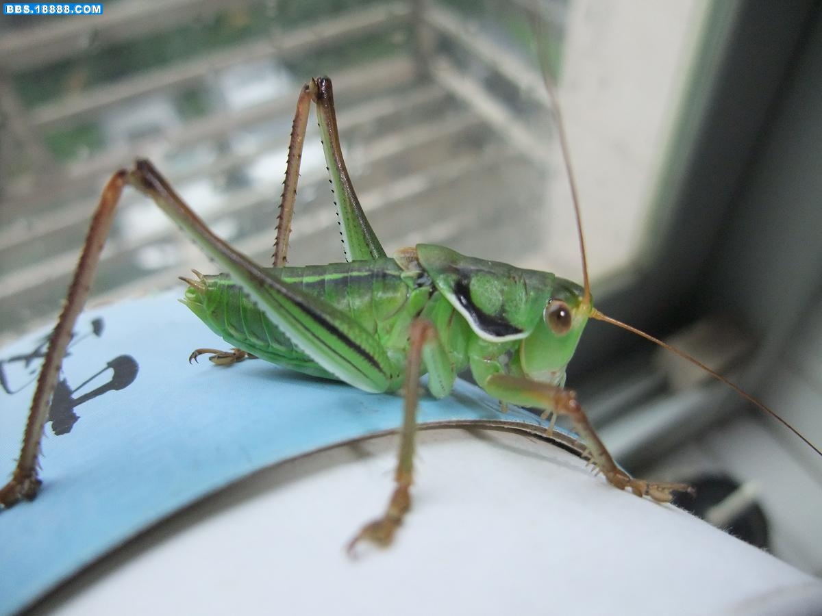 DSCF0934.JPG