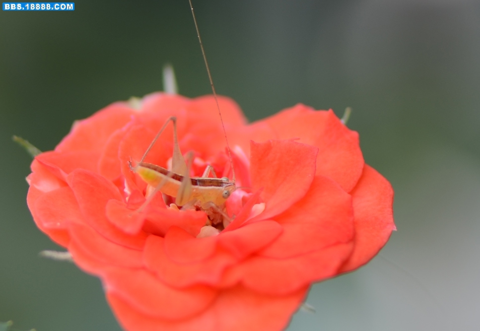 某草螽3（20110609）.jpg