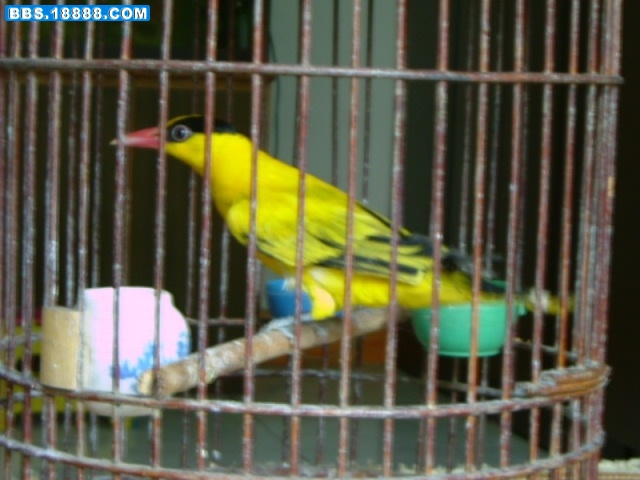 DSCF2279.JPG