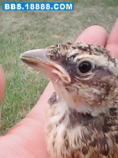 IMG0226A.jpg