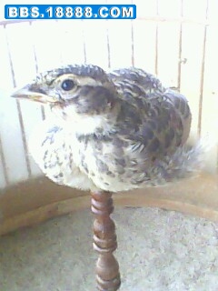 IMG0205A.jpg