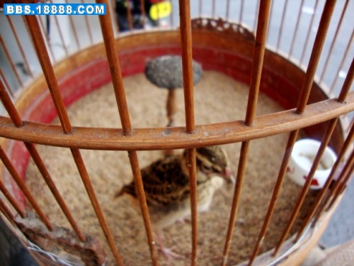 DSC00399_conew1.jpg