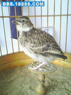 IMG0318A.jpg