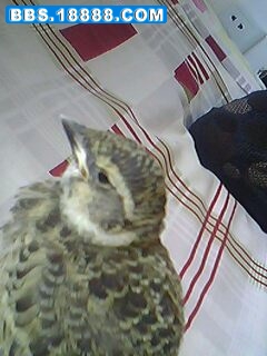 IMG0302A.jpg