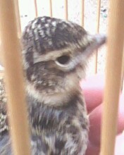 IMG0210A.jpg