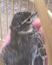IMG0205A.jpg
