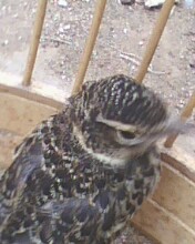 IMG0216A.jpg