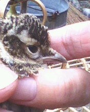 IMG0213A.jpg