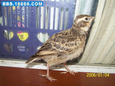 100_3150_缩小大小.JPG