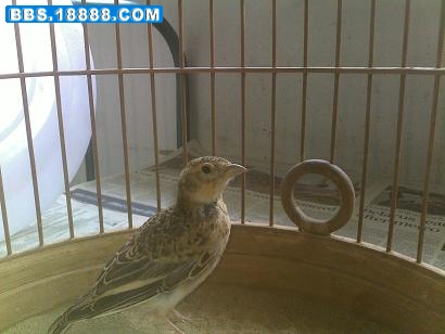 20110624697 1.JPG