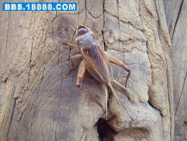 DSCF1132 1.JPG