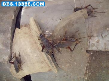 DSCF1108 1.JPG
